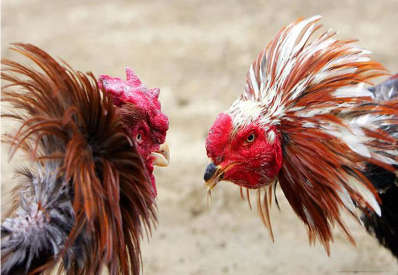 Các hình thức đá gà Các hình thức đá gà