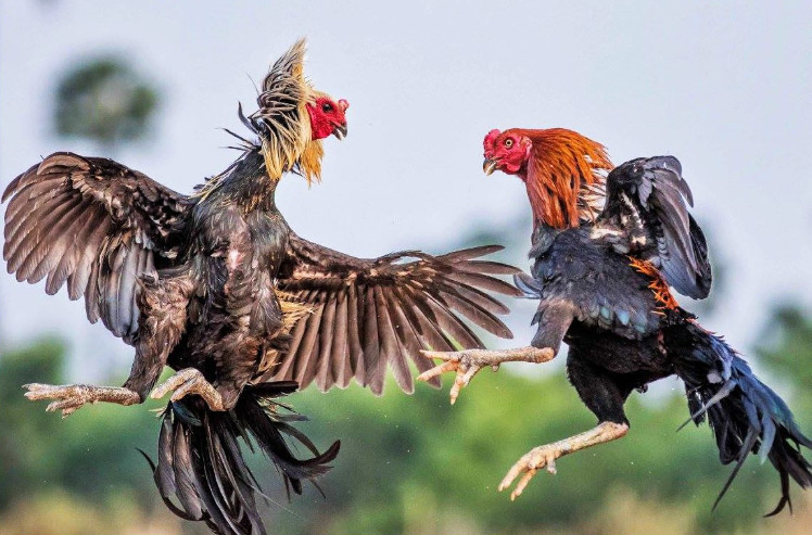 Chơi đá gà 8xbet sẽ nhận được một lượng tiền thưởng khổng lồ Chơi đá gà 8xbet sẽ nhận được một lượng tiền thưởng khổng lồ