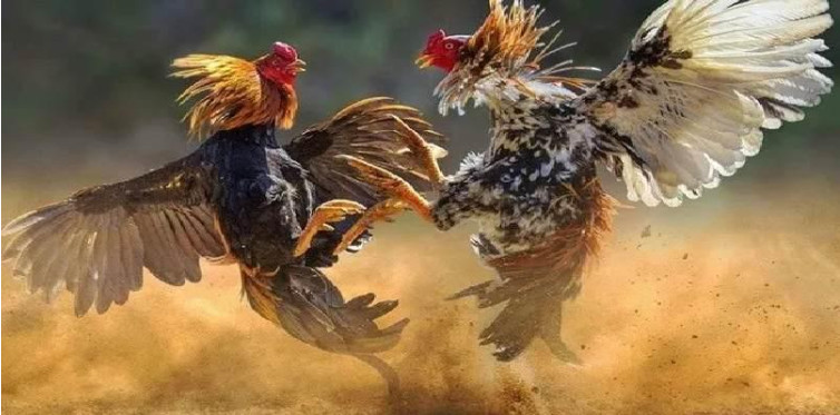 Đá gà là bộ môn được quan tâm bậc nhất tại 8xbet Đá gà là bộ môn được quan tâm bậc nhất tại 8xbet