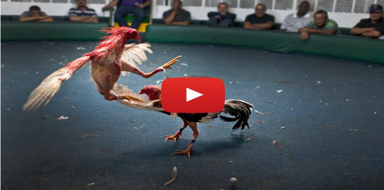 Kinh nghiệm cá cược đá gà trực tiếp bất bại từ cao thủ Kinh nghiệm cá cược đá gà trực tiếp bất bại từ cao thủ