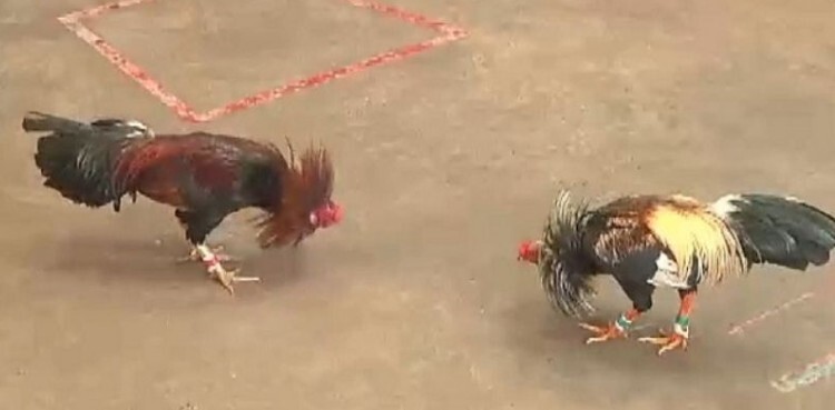 Chiến thuật cho chiến kê Chiến thuật cho chiến kê